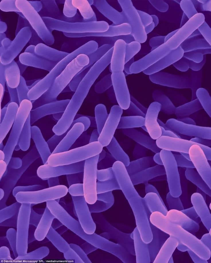 Best Peptides for Gut Health